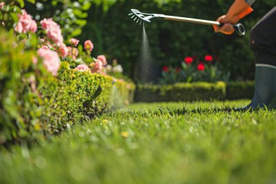 Comment vaincre la mousse sur votre pelouse : conseils pratiques pour un gazon impeccable